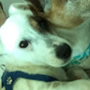 Meet your Posher, Hunter